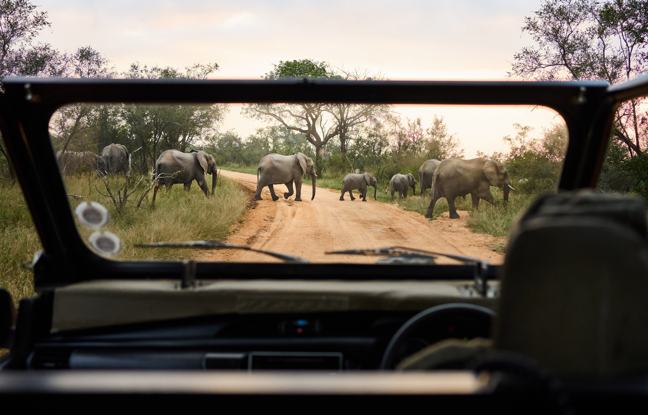 Africa Guided Safari