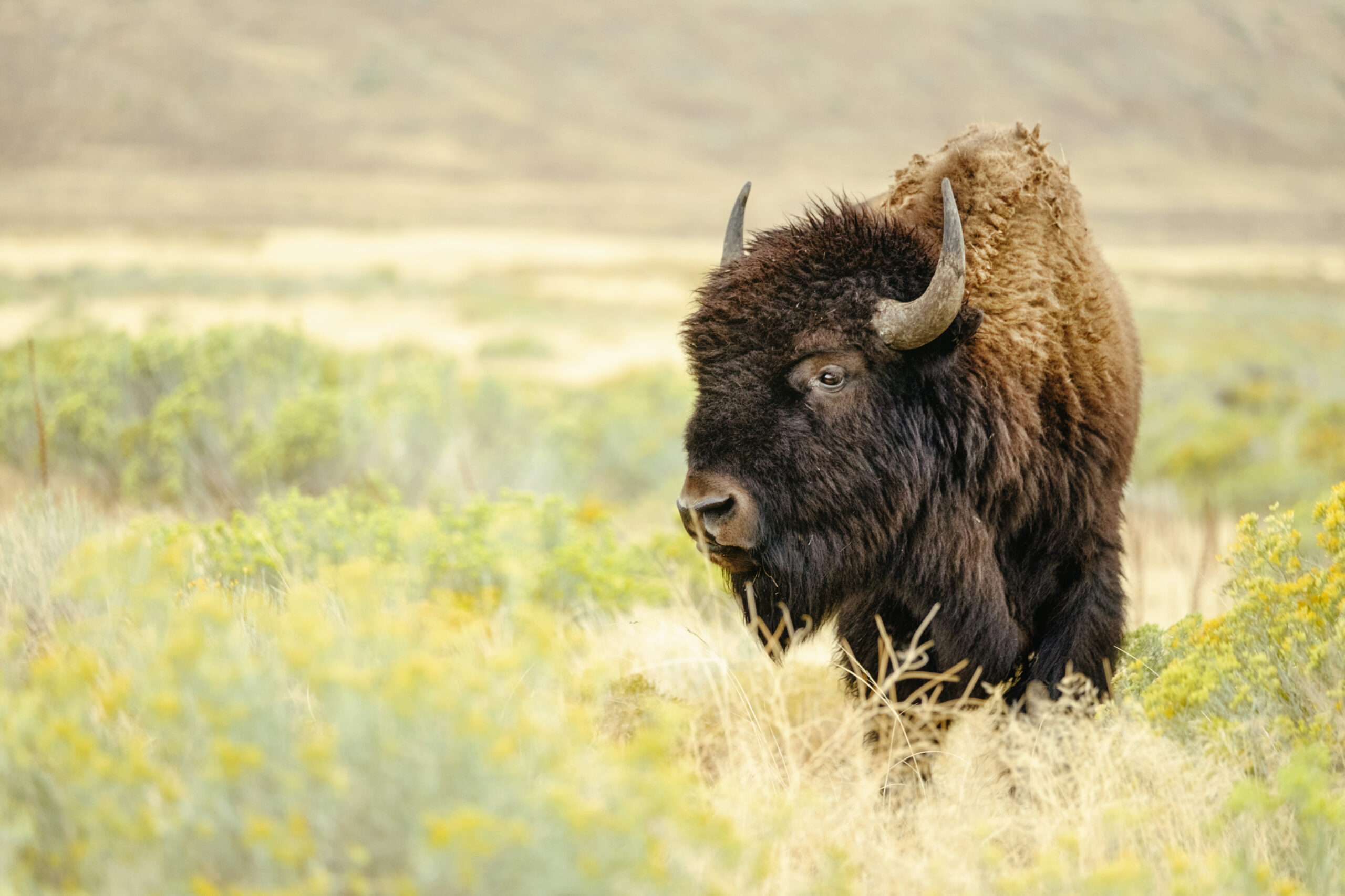 Black Hills South Dakota trip