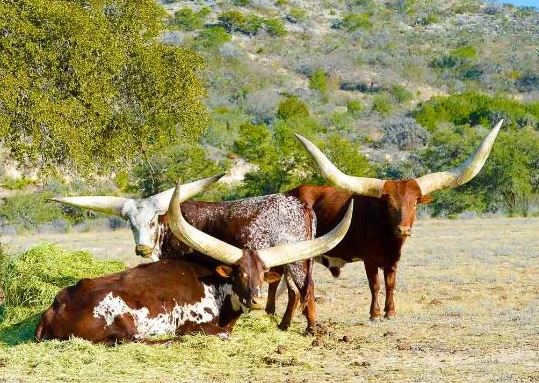 Texas Exotics Dude Ranch experience