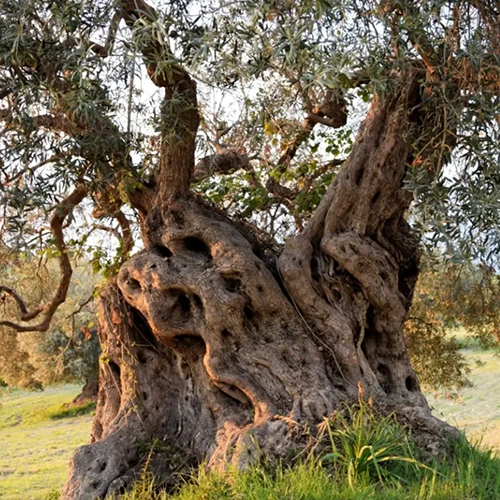 Italy Rome and Puglia trip